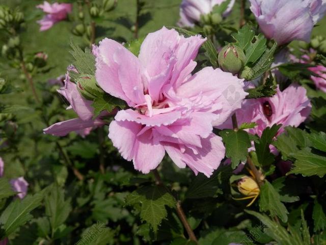 木槿 沙仑的玫瑰花 花 槿 叶子 叶 花瓣 花的 开花