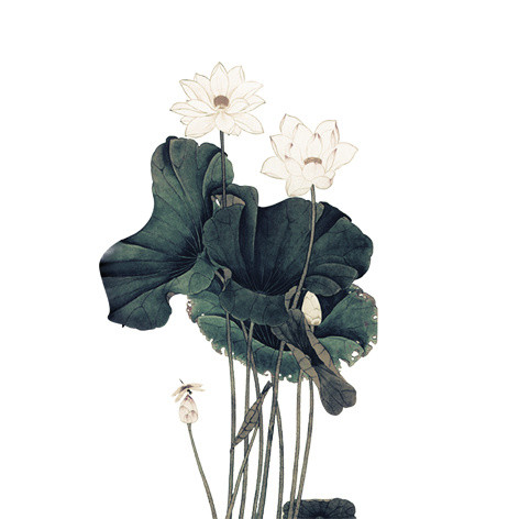 绿叶白荷花素材