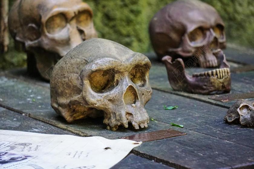 猿 头骨 骨架 木 骨 颅骨骨 死 死亡 骷髅和交叉骨