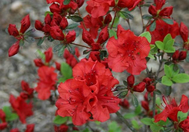 花 映山红 开花 春 红色 花园 夏天 花的 自然 园艺