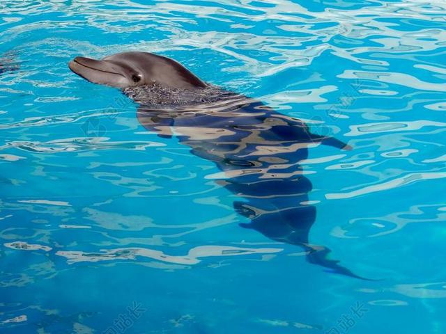 灰蓝动物可爱浮出水面的海豚动物海洋生物背景图片