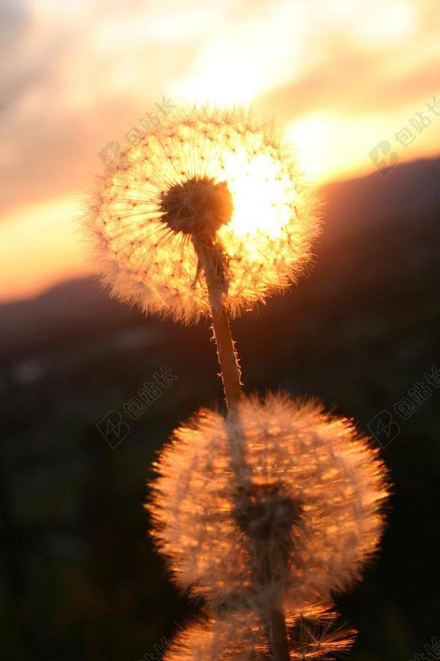 光影美丽阳光下的蒲公英光影植物背景图片