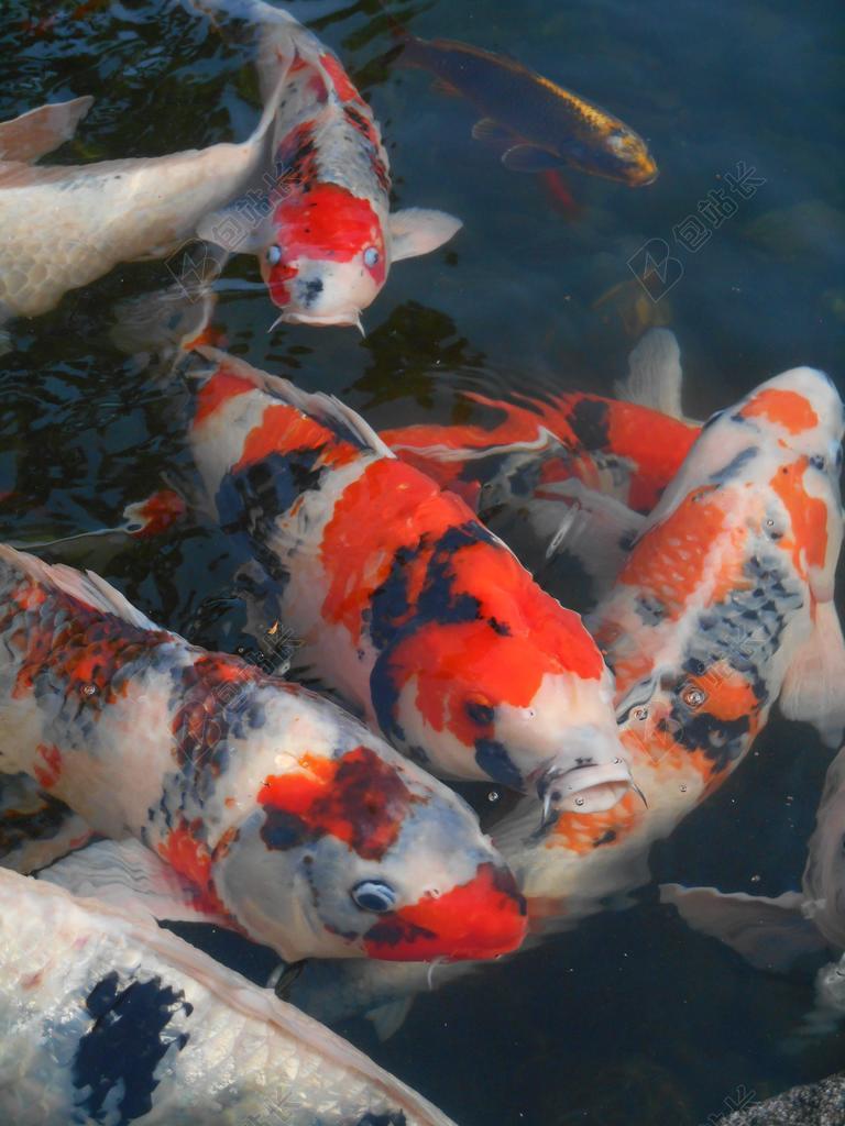 彩色鲤鱼 鲤鱼 鱼 观赏鱼 红色和白色 日本 生动