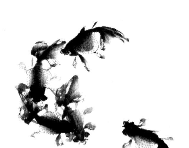 墨色鲤鱼群