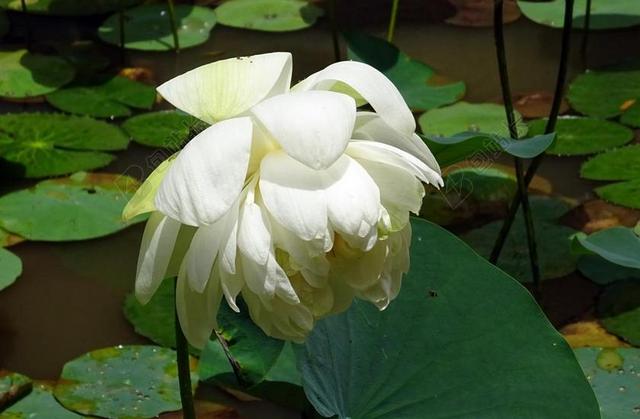 白绿植物清新池塘里的莲花荷叶等植物夏季鲜花背景图片