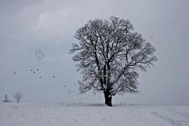自然景观雪地中的枯树和鸟背景图片