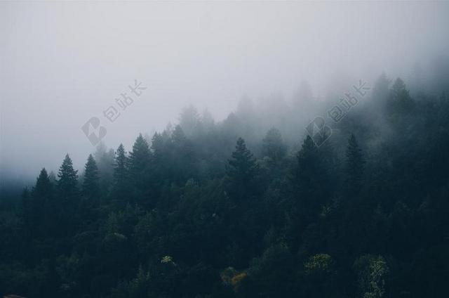 树 雾 森林 福雷斯特 薄雾 有雾 伍兹 松 绿色 景区