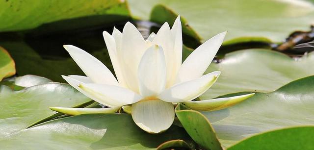 睡莲 独独黄 水生植物 开花 池塘 性质 盛开 花 花园池塘