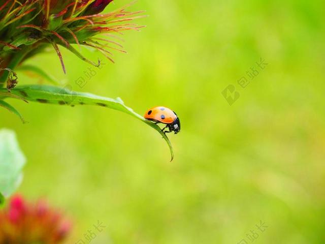 瓢虫 瓢虫科 甲虫 电波 SIEBENPUNKT LADYBIRD