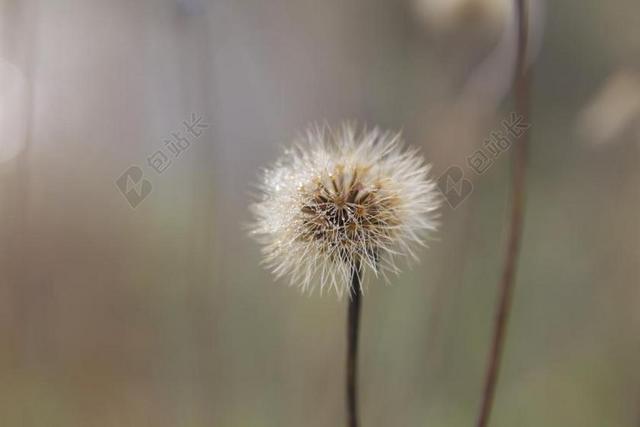 白色农业唯美蒲公英花朵枝干背景图片