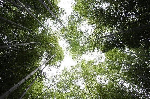 绿色农业唯美竹林大型森林自然背景图片