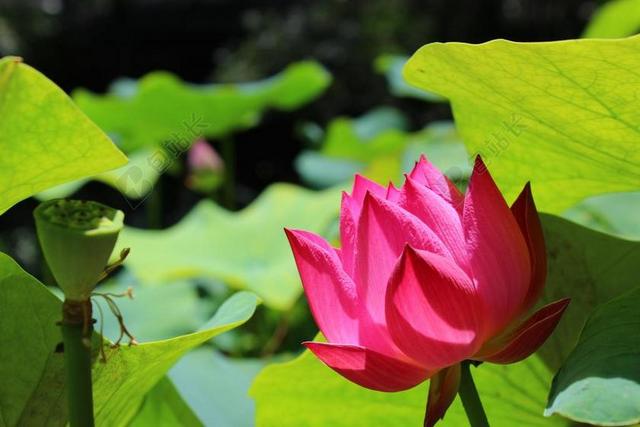 绿色农业浪漫荷花池植物背景图片