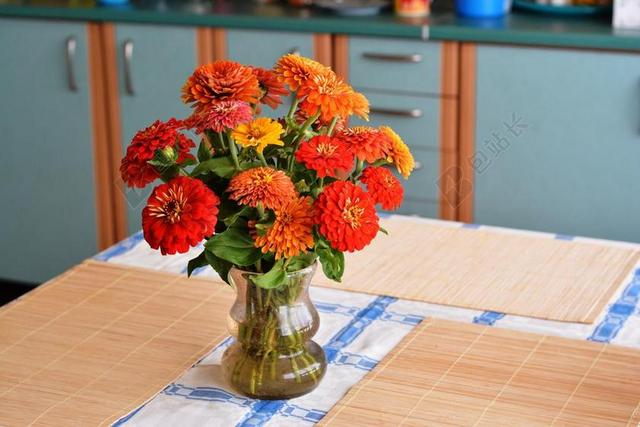 花束 夏天 百日草 鲜花 花园的花 餐桌 装修