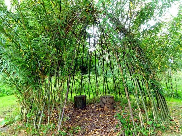 绿色农业简约竹林编织帐篷背景图片