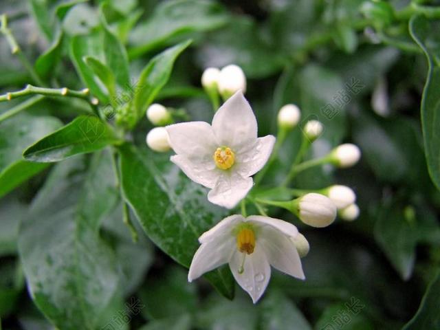 开花 白 茉莉 花 性质