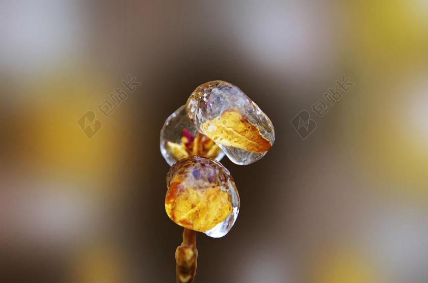 黄色植物特写枝头叶子的冰背景图片