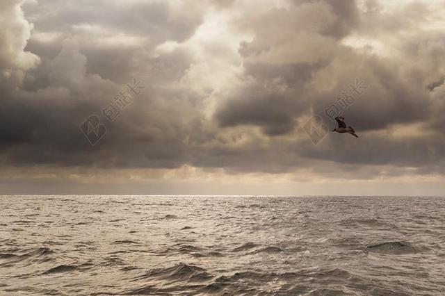 鸟 海 天气 云 粗 灰色 自然 海洋 波 海景 户外