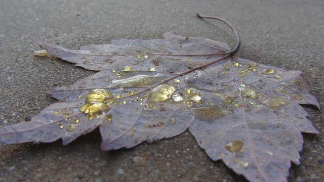 黄色艺术唯美特写摄影枫叶露珠背景图片