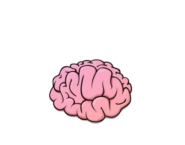 大脑结构素材