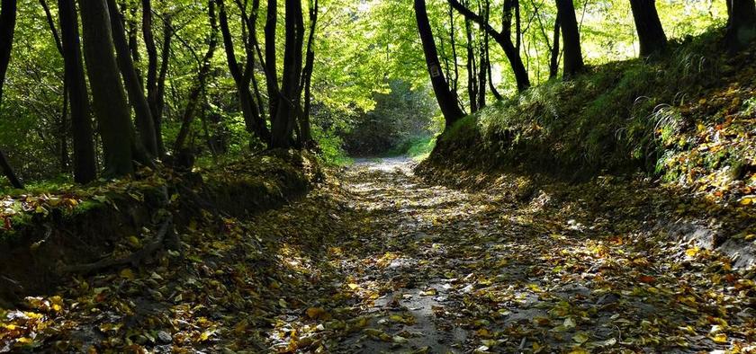 方式 森林 在森林里路 秋 叶子 景观 线索 间隔 崩溃