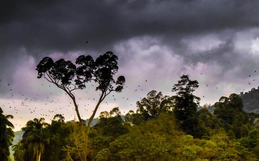 丛林 森林 自然 热带 景观 绿色 环境 树 叶子 户外