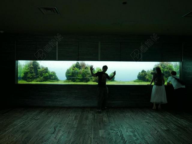 侧影 鱼缸 东京 黑暗 水族馆 动物园 旅游
