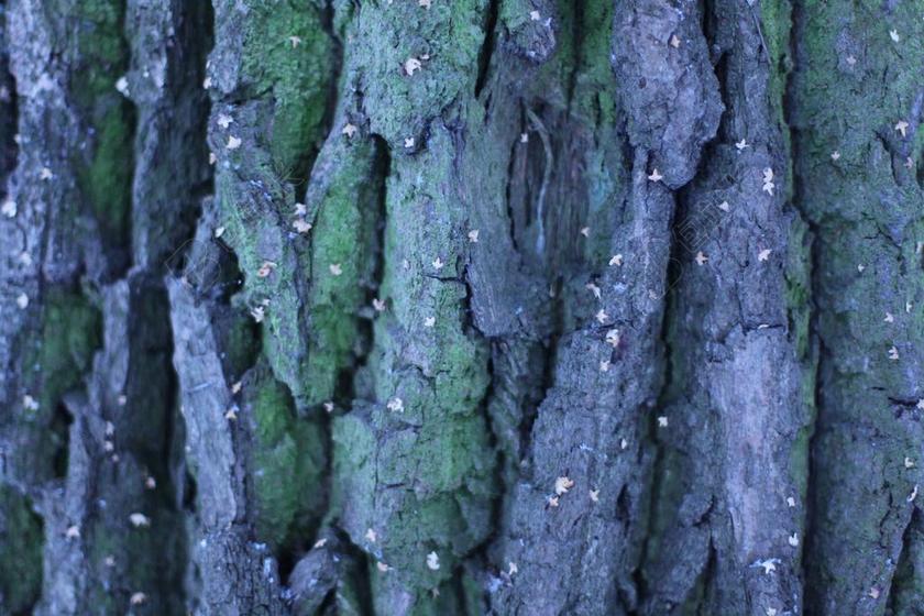 植物纹理粗糙的树皮背景图片