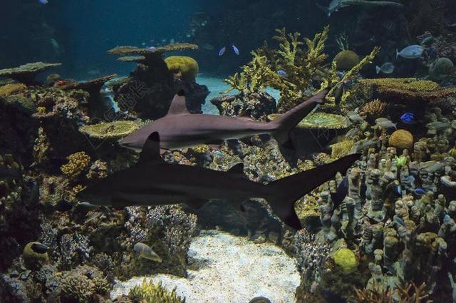 水族馆 鱼 礁 珊瑚 水下 水
