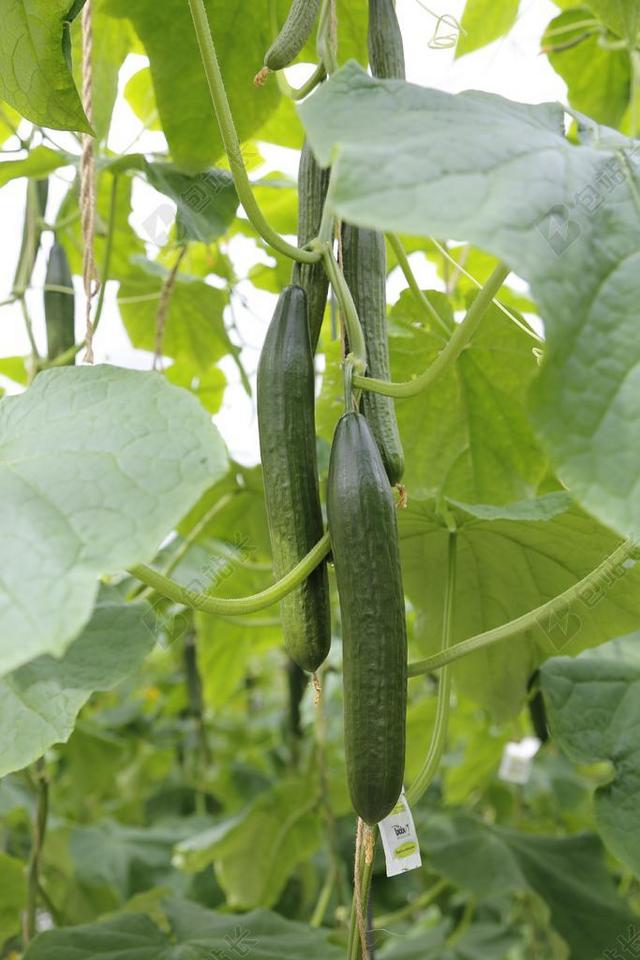 绿色食物水果挂在枝头上的黄瓜啊水果生长背景图片