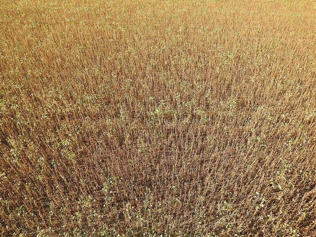 黄色农业唯美麦田稻谷种植产物背景图片
