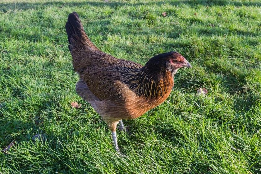 鸡 种鸡生产 鸟 农业 条例草案 家禽 农场 畜牧业 动物
