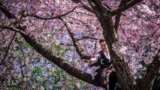 日本女孩 和服 女子 樱桃 开花 树 盛开 自然 春天的花朵