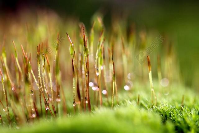 MOSS 宏 苔花 植物 性质