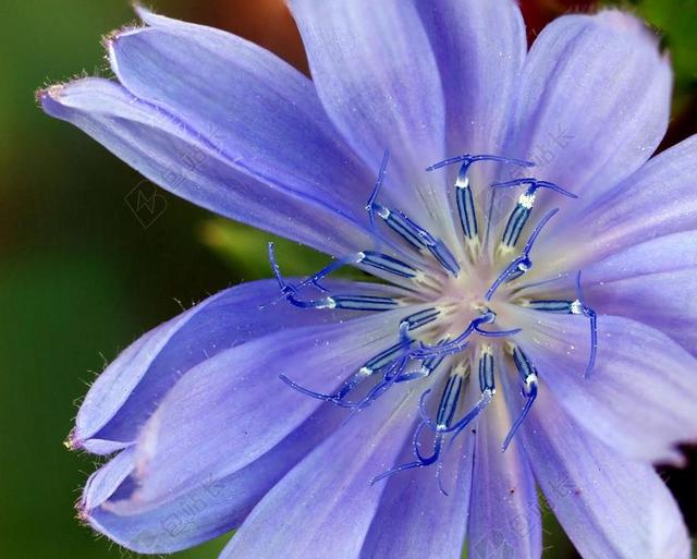 花 野花 蓝色 菊苣 开花 自然 属 多彩 雄蕊 花粉