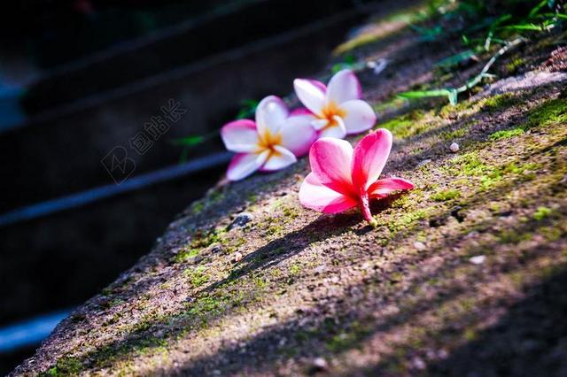 红色农业浪漫花朵泥土地面河流枝叶背景图片