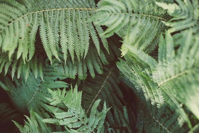 蕨类植物 植物 绿色 自然 叶 森林 春 植物区系 叶子