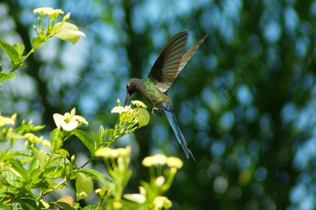 百鸟 鸟 花蜜 飞行 飞 翱翔 美
