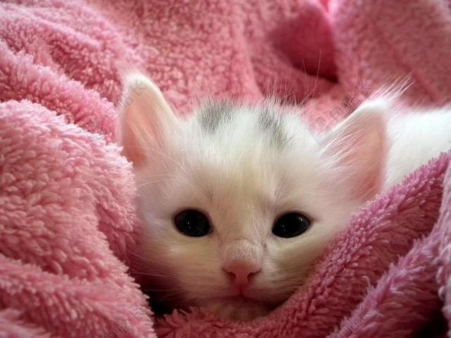白红动物娇小毛毯上的小白猫宠物动物猫背景图片