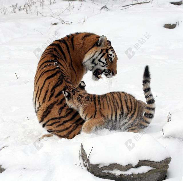 黄白动物凶猛雪地上的大小老虎亲子动物老虎背景图片