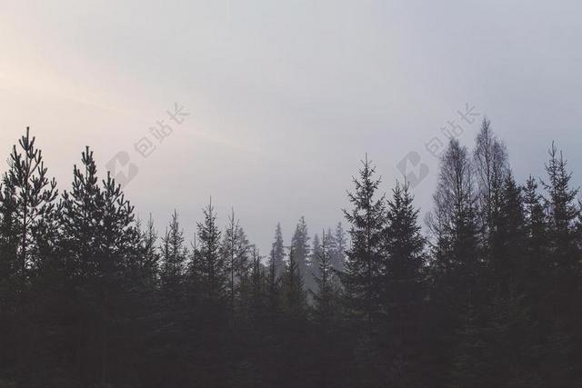 黑灰自然天空下的树林自然山野背景图片