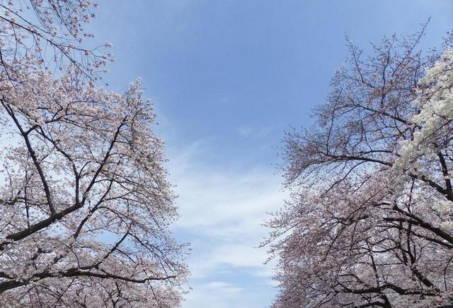 樱花 日本 樱桃 自然 花 树 开花 春 季节 亚洲