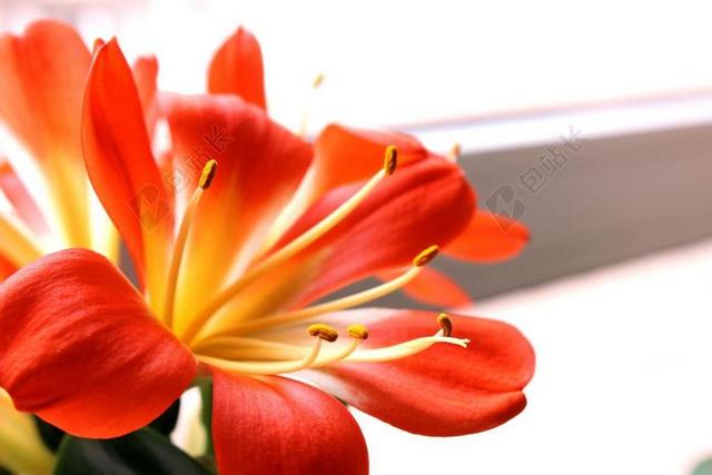 君子兰 鲜花 花瓣