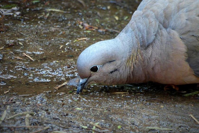 棕白动物可爱正在地上泥土中喝水的鸟动物鸟背景图片