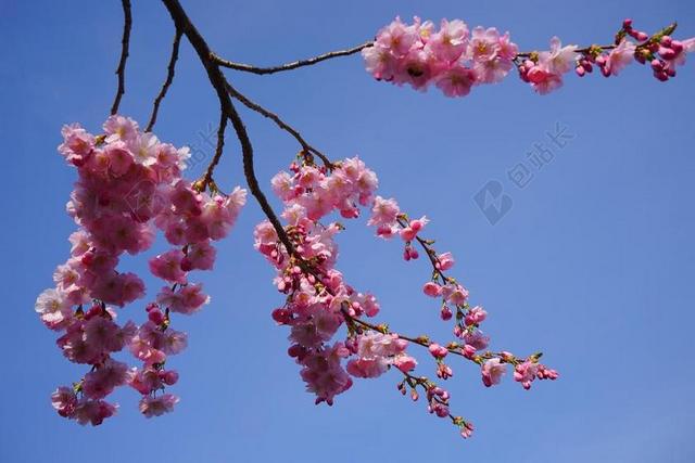 日本樱花树 鲜花 粉红色 科 日本樱花 观赏樱花 樱花 开花