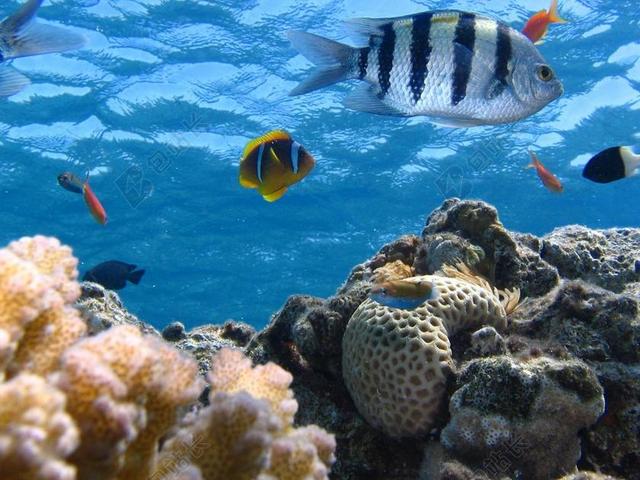 鱼 海洋 RIFF 海 水下 动物 热带 生活 野生动物