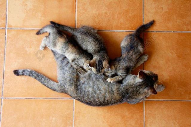 棕色猫哺乳背景图片