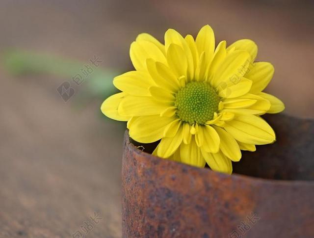 树的雏菊 黄色 黄色花 SCHNITTBLUME 春天的花 厂