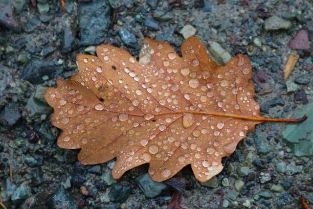 秋 秋天 棕色 奥克 叶 季节性