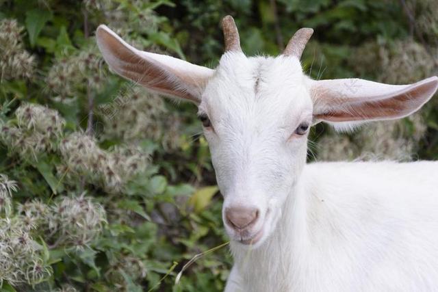 GOATLING 山羊 动物 自然 草甸 婴儿 户外 农场