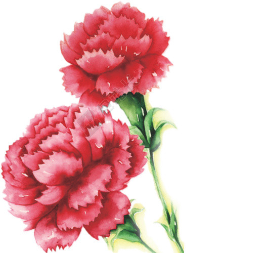 花朵免抠素材
